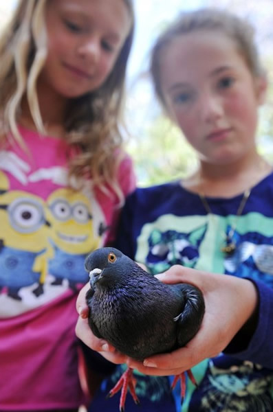 福雷斯塔离家失踪后,竟懂得飞到阿特金斯(蓝衣)位于8公里外的学校。