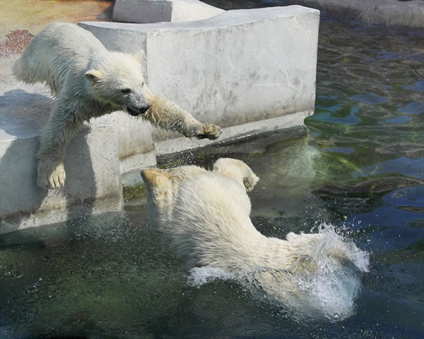 ���걱���ܸ���ĸ��ѧϰ��ˮ�������