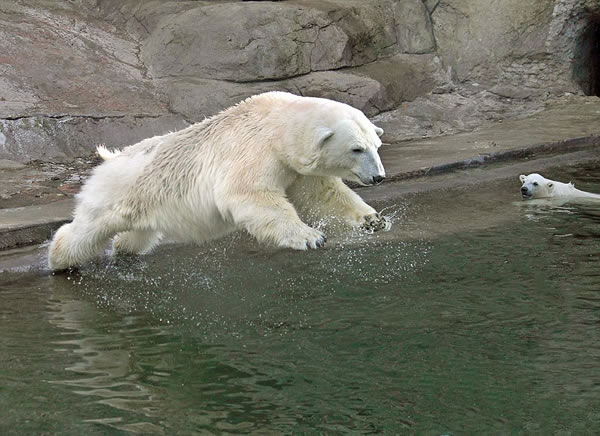 幼年北极熊跟随母熊学习跳水的珍贵画面 - 神秘