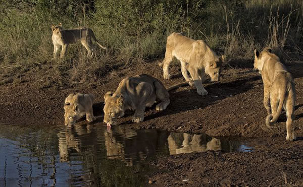 �Ϸ���ʨˮ����ˮ��������ľ���һĻ