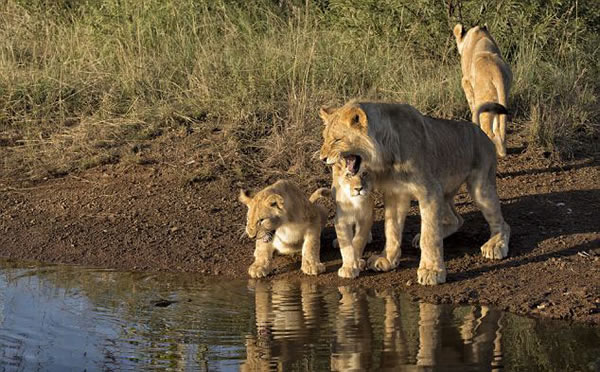 �Ϸ���ʨˮ����ˮ��������ľ���һĻ