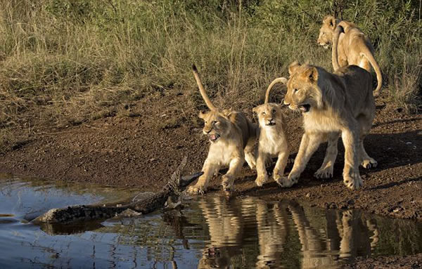 �Ϸ���ʨˮ����ˮ��������ľ���һĻ