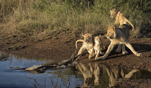 �Ϸ���ʨˮ����ˮ��������ľ���һĻ