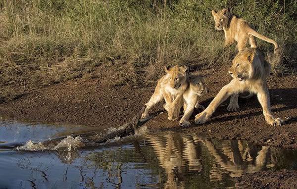 �Ϸ���ʨˮ����ˮ��������ľ���һĻ