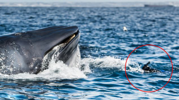 在南非拍沙丁鱼险遭布氏鲸吞下肚
