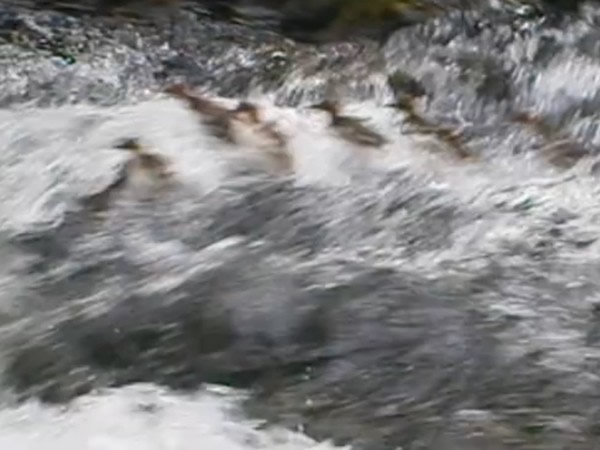 ���öɺ������ٲ�