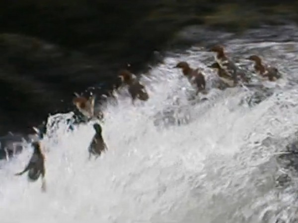 ���öɺ������ٲ�