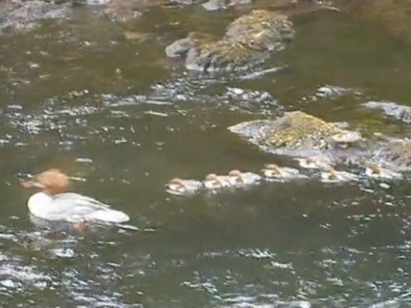 ������ˮ���ϣ��������忴��������ˮǰ���£�û��̫����