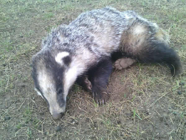 �ຣ�����ݲ�ԭ����һͷ��֪���Ķ���