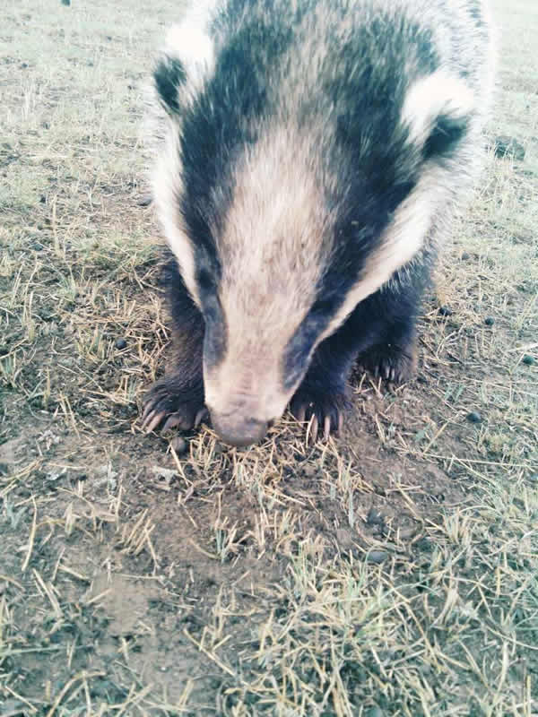 �ຣ�����ݲ�ԭ����һͷ��֪���Ķ���