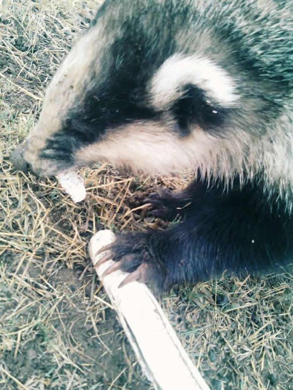 �ຣ�����ݲ�ԭ����һͷ��֪���Ķ���