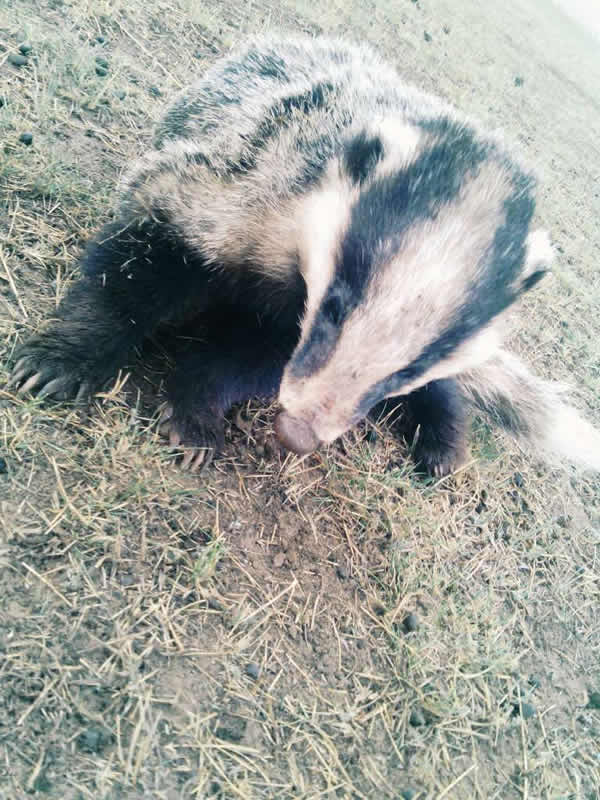 �ຣ�����ݲ�ԭ����һͷ��֪���Ķ���