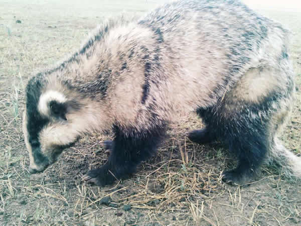 �ຣ�����ݲ�ԭ����һͷ��֪���Ķ���