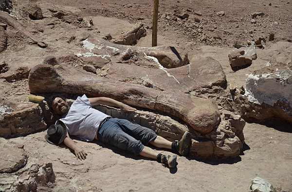 一名研究人员躺在新发现的恐龙化石旁与其比身高。