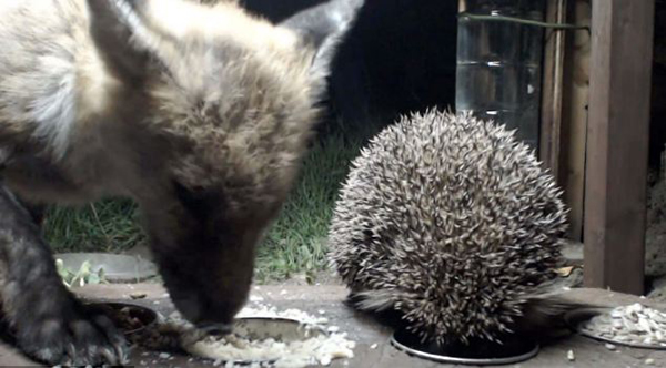 镜头捕捉到狐狸与刺猬亲密进食