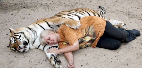 美国佛罗里达州一名女子在自家花园里养两只孟加拉虎作为宠物