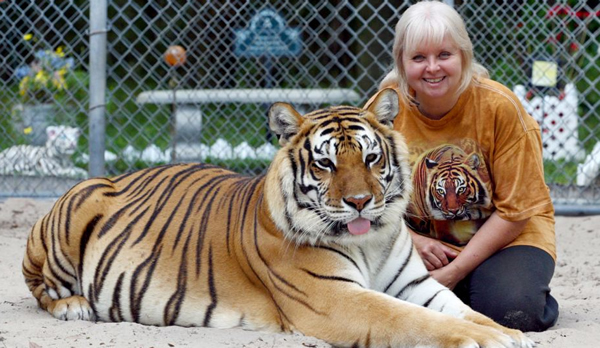 这两只孟加拉虎名叫萨贝和扬达,拥有六英寸长的尖牙,重量达600磅