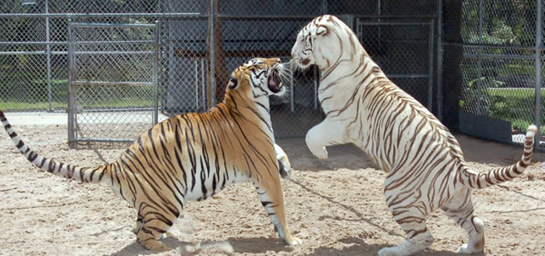 2002年,老虎扬达来到珍妮丝的家中。2007年,珍妮丝将只有2个星期大的小萨贝带回了家