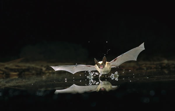 ���������ˮ˲��