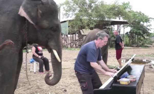 泰国一头大象会弹钢琴随音乐打节拍