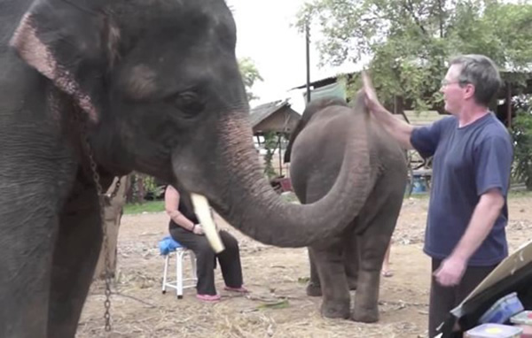 合奏结束,大象与钢琴家“击掌”庆祝
