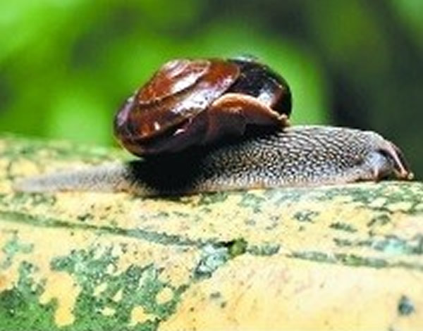 �㶫��ϼɽ�������˶����ţ