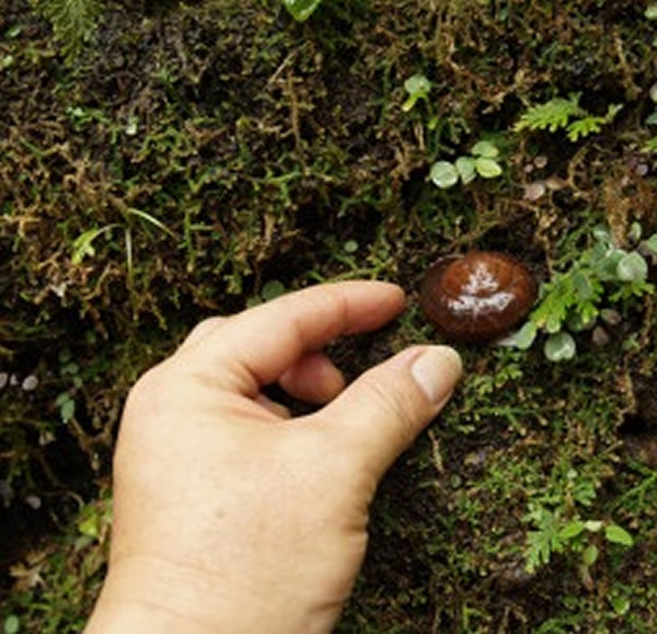 ȫ�����ֳ��ɫ����ţ�������Է���