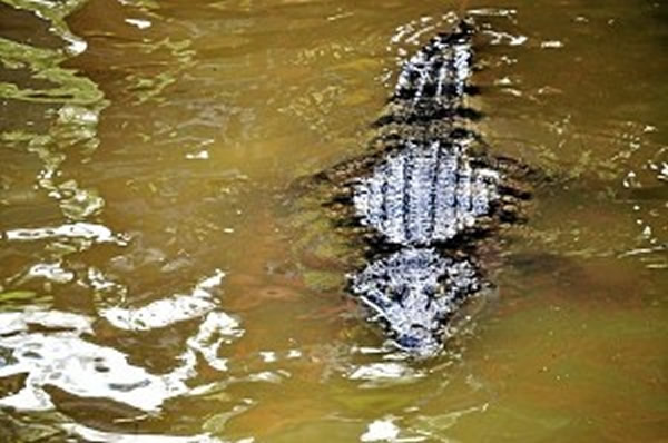 ���ɱ�����Ѱ����������ҧ��