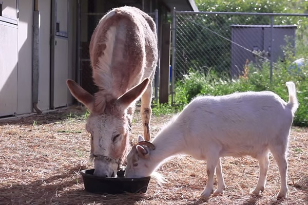 G先生(右)与软糖(左)重聚后,一起低头吃草。