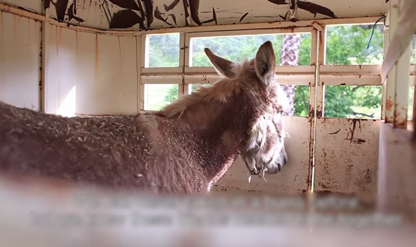 义工用车把软糖(图)带到G先生的收容中心。