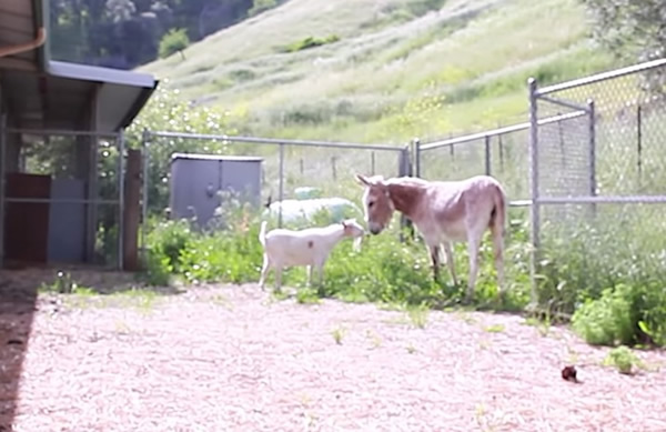 G先生(左)上前迎接软糖(右)。