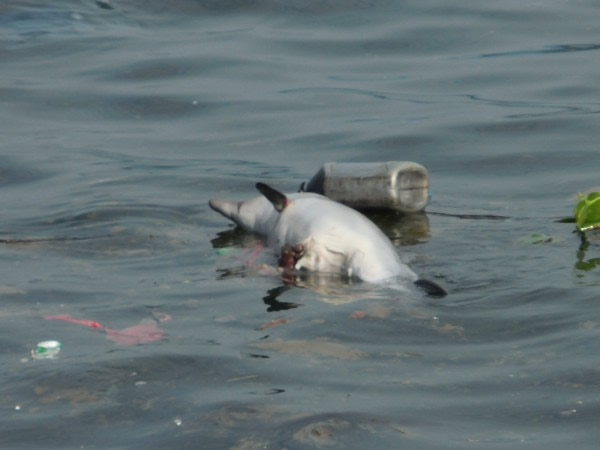 香港长洲海面发现海豚尸体