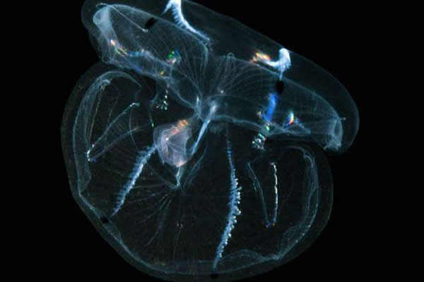 ˮĸͬӵжصṹоҽѧĽ