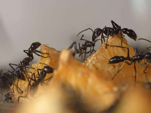 虽然个体侦察蚁的运动似乎杂乱无章，但它们会留下信息素痕迹引导其它蚂蚁找到食物。