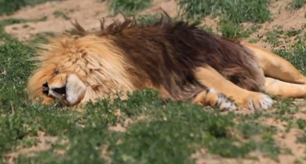 ����֮����ʨ˯����Ҳ������©