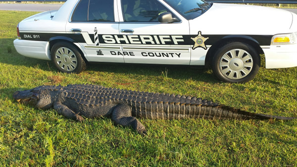 ����������������800����������·��ײ��