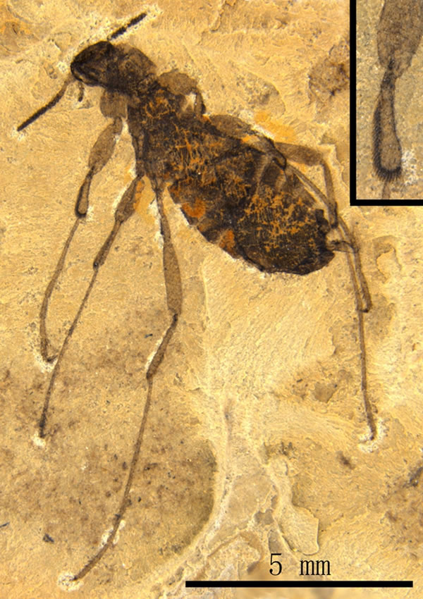 ĴTarwinia australisСͼʾǰֽڵΣ