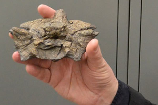 ̩̹������һ�鼹׵��