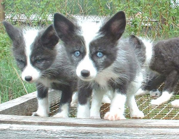 ���ܹ����׵�ͨ����������ƻ����������ҵ�ʳ�