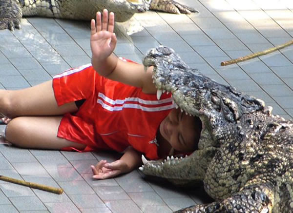 泰国女驯兽师将头塞进鳄鱼口中 只为每天赚4英镑