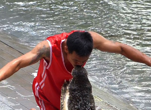 泰国男驯兽员走上前去亲吻鳄鱼的鼻子。