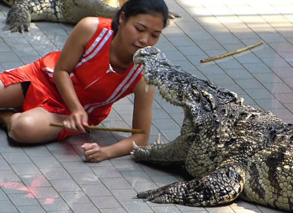 泰国女驯兽师与鳄鱼进行惊险表演,每天只赚4英镑。