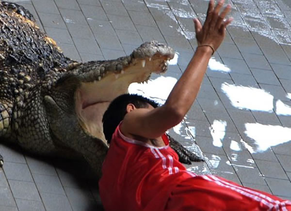 泰国男驯兽师将头塞进鳄鱼口中进行表演。