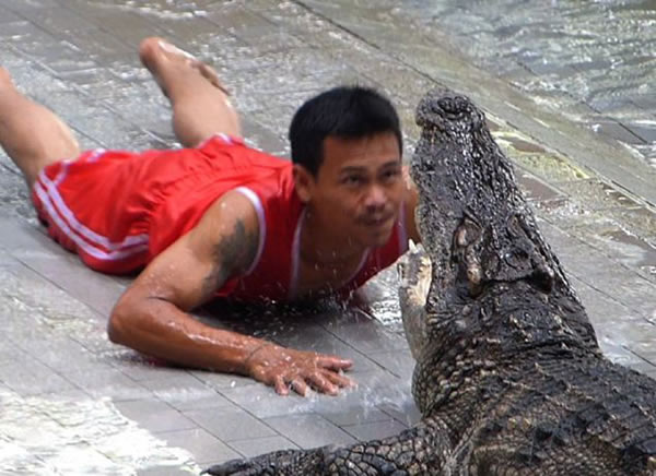 泰国男驯兽师与鳄鱼进行惊险表演。