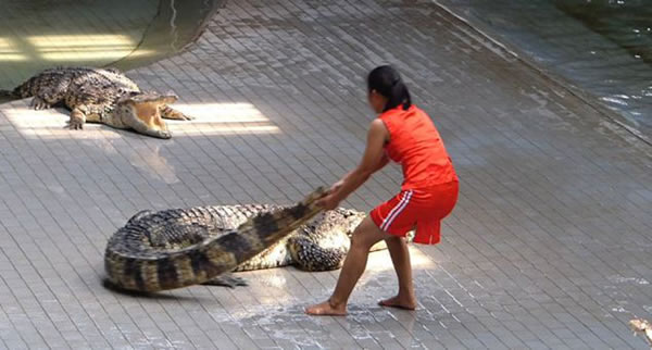 泰国女驯兽师与鳄鱼进行惊险表演