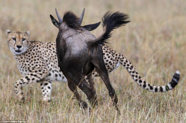 肯尼亚野生动物保护区角马“单挑”并赶走猎豹