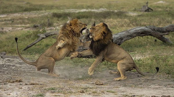 ��Ͳ�Τ��������ҹ�԰��ͷ��ʨΪ������ż���Ȩ�໥����