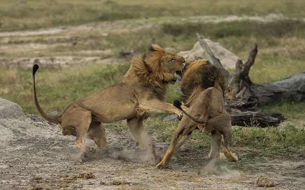 ��Ͳ�Τ��������ҹ�԰��ͷ��ʨΪ������ż���Ȩ�໥����