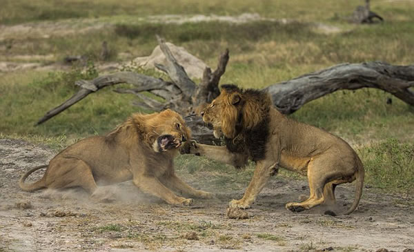 ��Ͳ�Τ��������ҹ�԰��ͷ��ʨΪ������ż���Ȩ�໥����