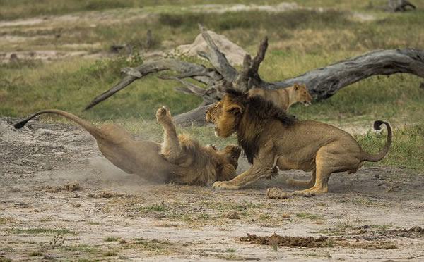 ��Ͳ�Τ��������ҹ�԰��ͷ��ʨΪ������ż���Ȩ�໥����